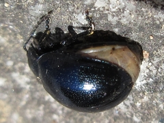 Chrysolina aurichalcea