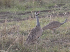 Eupodotis senegalensis