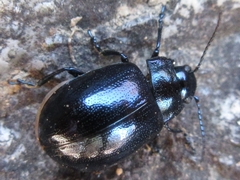Chrysolina aurichalcea