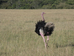 Struthio camelus massaicus
