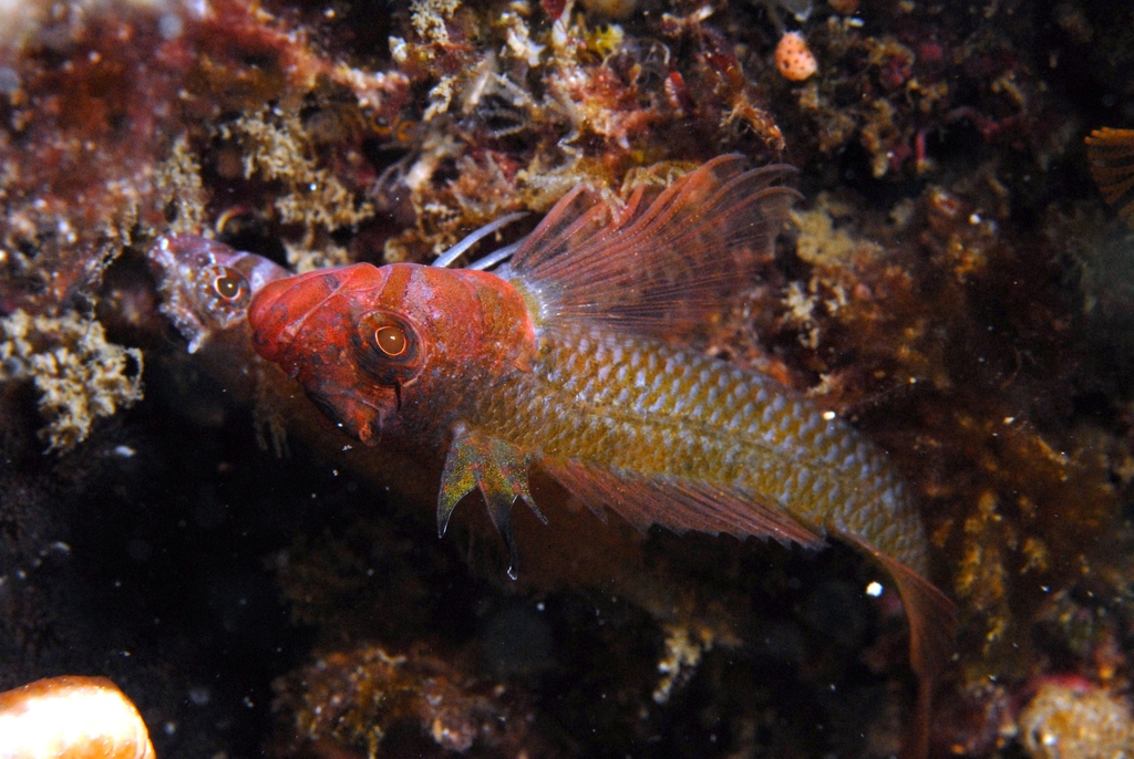 Crested Triplefin