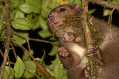 Pseudochirulus cinereus