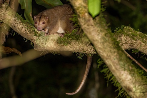 Daintree River Ring-tailed Possum (Pseudochirulus cinereus) — Near Threatened Mammalia