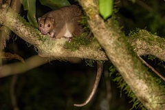 Pseudochirulus cinereus