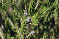 (c) Tony Rebelo, some rights reserved (CC BY-SA) Melaleuca diosmifolia, photograph (c) Tony Rebelo, some rights reserved (CC BY-SA)