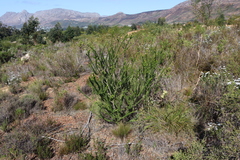 (c) Tony Rebelo, some rights reserved (CC BY-SA) Melaleuca diosmifolia, photograph (c) Tony Rebelo, some rights reserved (CC BY-SA)