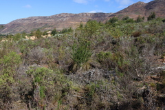 (c) Tony Rebelo, some rights reserved (CC BY-SA) Melaleuca diosmifolia, photograph (c) Tony Rebelo, some rights reserved (CC BY-SA)