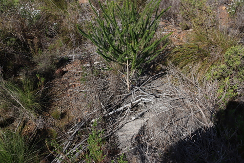 Melaleuca diosmifolia, photograph 6