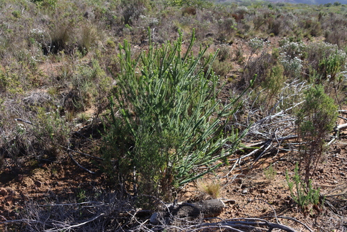 Melaleuca diosmifolia, photograph 2