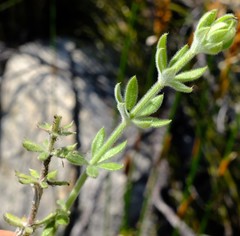 Galium subvillosum