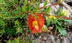 Gompholobium ecostatum