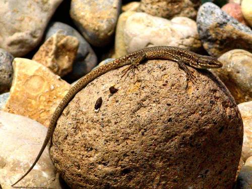 Alborz Lizard
