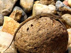 Darevskia defilippii