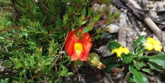 Gompholobium ecostatum