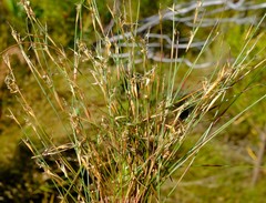 Anthochortus ecklonii