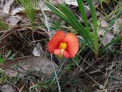 Gompholobium ecostatum