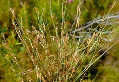 Anthochortus ecklonii