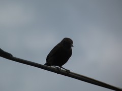 Myrmecocichla aethiops