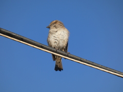 Passer rufocinctus