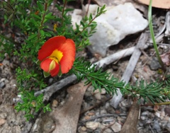 Gompholobium ecostatum