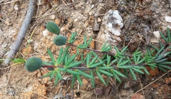 Gompholobium ecostatum