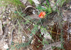 Gompholobium ecostatum