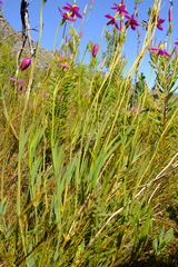 Chironia jasminoides