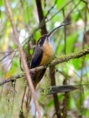 Tawny-Bellied Hermit photo 2