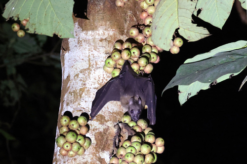 Moluccan Naked-backed Fruit Bat