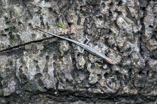 Cryptoblepharus novaeguineae observed 2025-08-04