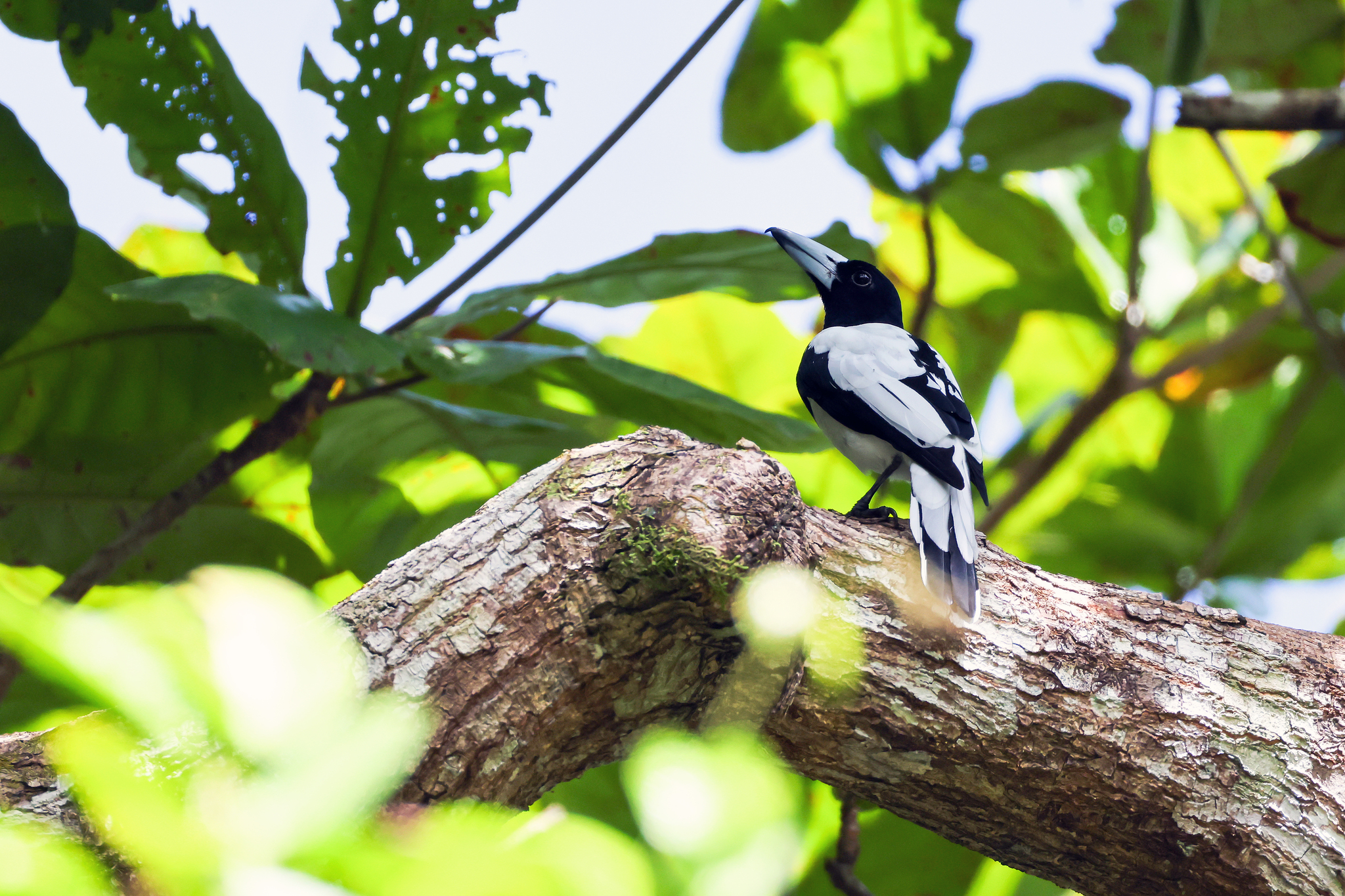 Hooded Butcherbird (Cracticus cassicus), photo 7