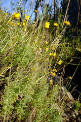 Ursinia abrotanifolia