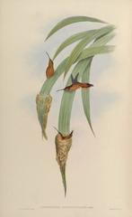 Gray-Chinned Hermit photo 3