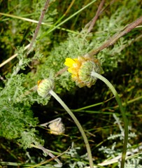 Ursinia abrotanifolia