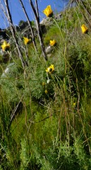 Ursinia abrotanifolia