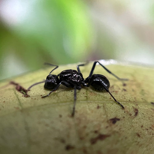Polyrhachis paganaPolyrhachis pagana