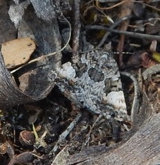 Dichromodes anelictis