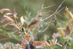 Cisticola erythrops