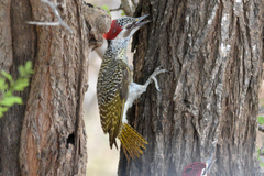 Campethera bennettii
