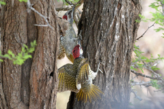 Campethera bennettii