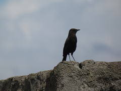 Myrmecocichla aethiops