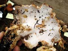 Albatrellus subrubescens