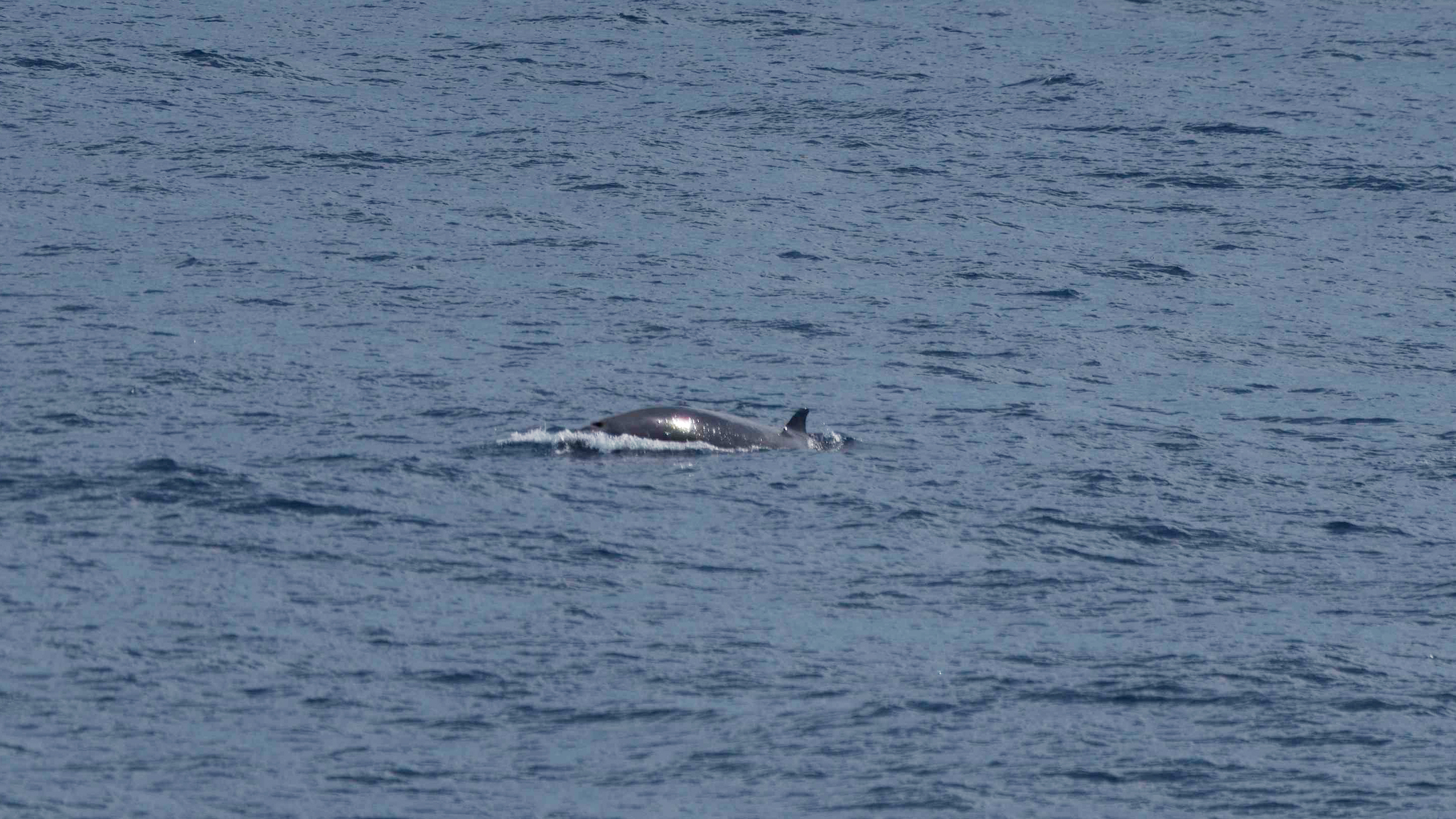 Mesoplodon eueu