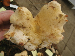 Albatrellus subrubescens