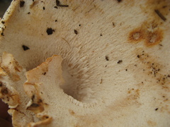 Albatrellus subrubescens