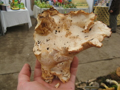 Albatrellus subrubescens