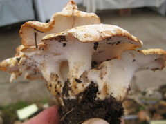 Albatrellus subrubescens