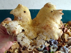 Albatrellus subrubescens