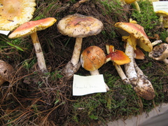 Amanita basii