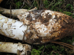 Amanita basii